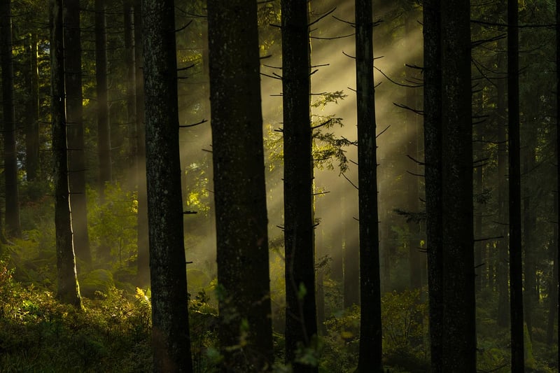 Mystical Forest